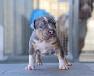 Gumtree american hot sale bully