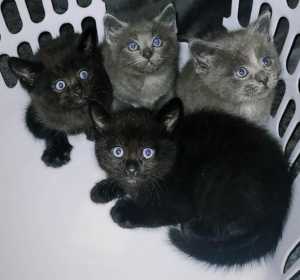Ragdoll Kittens Persian x Tabby