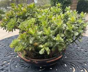 Succulent plants in terra cotta pot
