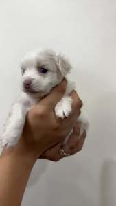 Tiny Maltese cross Shih Tzu puppies 1 LEFT!!!