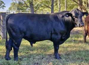Black Angus X Bull