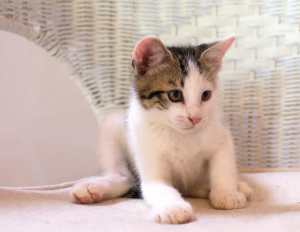 Moo moo rescue kitten NK6376 vetwork included