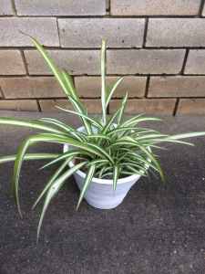 Spider Plant Size Plant Height 25CM Pot 18x16CM