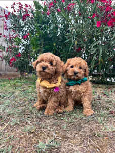 Apricot toy poodle puppies, dna tested, toilet trained