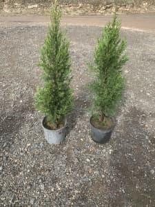 Juniperus Spartan Conifers