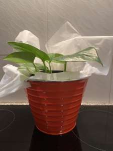 Indoor Plant - gift tin