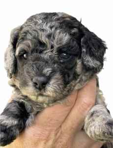 F1bb Toy Cavoodle Puppies