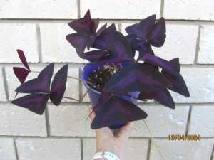 Oxalis triangularis purpurea (Purple Shamrock)- Indoor/Outdoor Plant