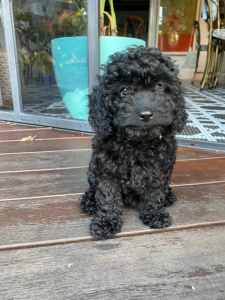 Toy Cavoodle F1B Puppies, St Lucia