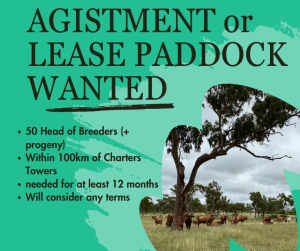 Agistment or lease paddock wanted