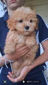 TOY POODLE PUPPY MALE