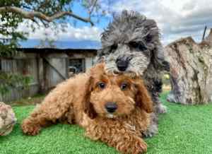 Adorable Cavoodle Brothers Available Now!