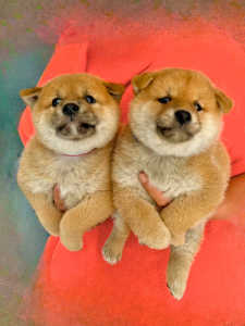 Japanese purebred Shiba Inu puppies with NIPPO pedigree