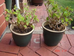 2 ROUND GREEN POTS OF RED GERANIUMS