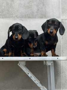 Standard Dachshund puppies 