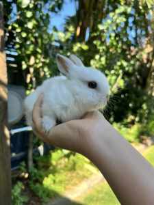 Purebred Netherland dwarf bunnies x 5 - $70 each