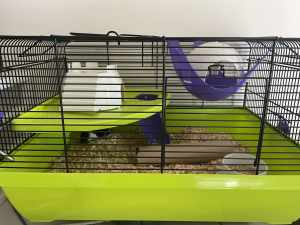 Mouse Cage and Accessories included $50