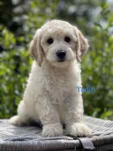 Gorgeous Teddy Bear Groodle Puppies - Ready now 