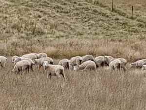 sheep lambs rams ewes hoggets