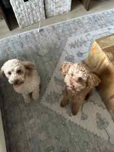 Toy poodle male and female
