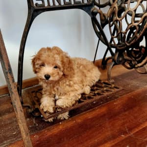 Two beautiful boys - Toy poodle (Dad) x Toy cavoodle (mum) Apricot