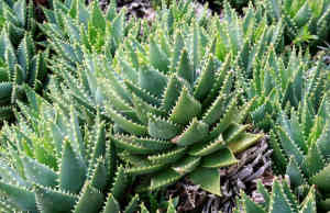 Aloe brevifolia, the short-leaved aloe Plant sale 