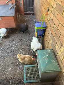 Egg laying hens
