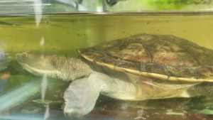 Give-away 2 x short necked turtles