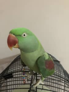 Alexandrine female parrot parakeet 