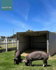 Karen & Cheryl- pet pigs seeking a safe, forever-loving home🐷✨