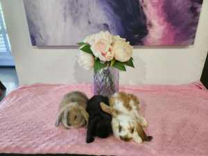 Beautiful mini lop bunnies