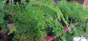 Well established Maiden Hair &Pteris ferns, indoors/vertical gardens