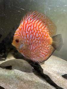 Large Red Checkerboard Pigeon Discus 12cm