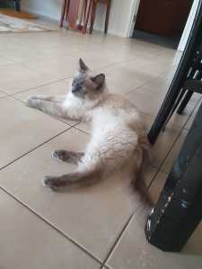 Ragdoll Pure Bred Male Cat Bluepoint