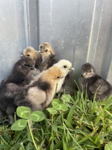 chickens in Canberra Region, ACT | Pets | Gumtree Australia Free Local  Classifieds