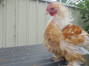 Frizzle Rooster