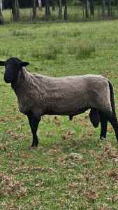4 BLACK FACE EWES AND 4 RAMS FOR SALE AS A FLOCK OR SINGULAR