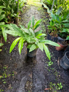 Dwarf Cardamom Plants