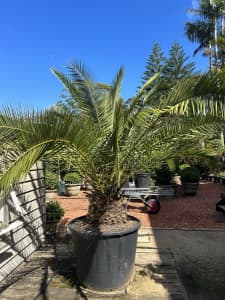 350Ltr phoenix palm / date palm