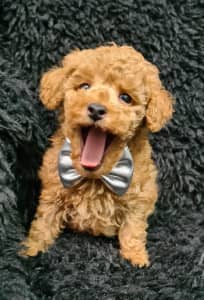 TOY POODLE PURE BRED PUPPY