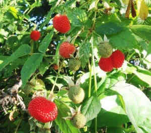 Atherton (Native) raspberry