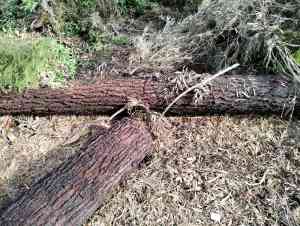 Iron bark, cypress & eucalyptus wood rounds
