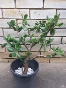 Crassula Ovata Jade Plant Money Tree Lucky Plant Dia 35cm Height 58