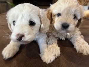 Cavoodle Puppies - Ready this week!