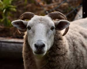 Wiltshire Horn self shedding sheep