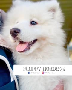 Samoyed Puppies Looking For Homes