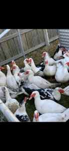 Muscovy ducks and drakes chickens roosters