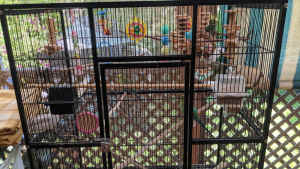 Budgies & Large Cage x 2 (4 males and/or 4 females)