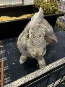 Flemish Giant Bunny Looking for New Home