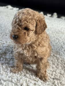 TOY Poodles only two light brown puppies left